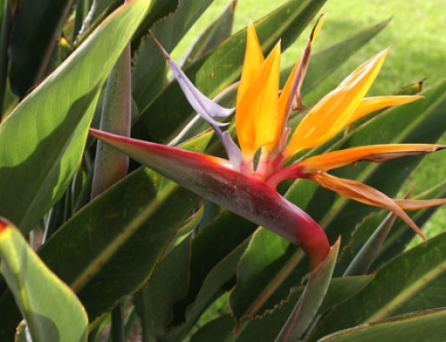 DAY OF THE CANARY ISLANDS