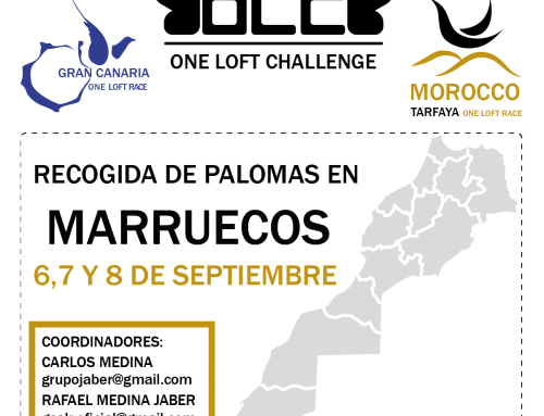 PIGEON COLLECTION FOR MOROCCO TARFAYA OLR IN MOROCCO, SEPTEMBER 6-8