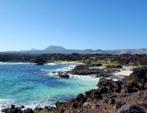 PARRA NEGRA CANARIAS O.L.C. LA GRAN FINAL ÓRZOLA (LANZAROTE)