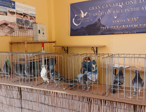 JAIME JIMÉNEZ  MARTÍN   XXVII EDICIÓN  PARRA NEGRA CANARIAS O.L.C.