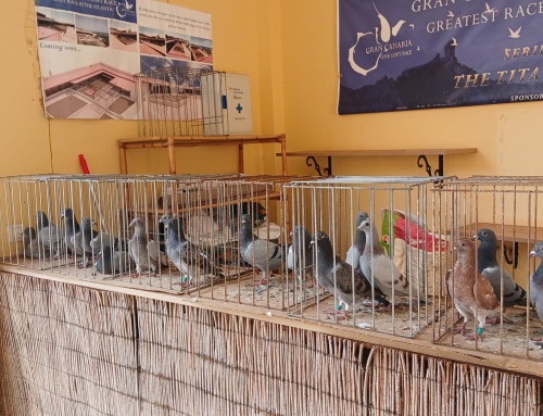 T. ELIANARES   XXVII EDICIÓN  PARRA NEGRA CANARIAS O.L.C.