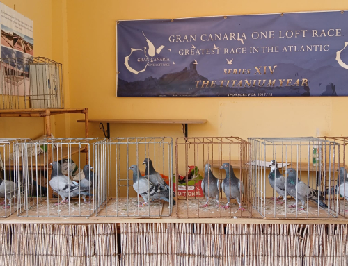 CARMELO DEL PINO PÉREZ   XXVII EDICIÓN  PARRA NEGRA CANARIAS O.L.C.