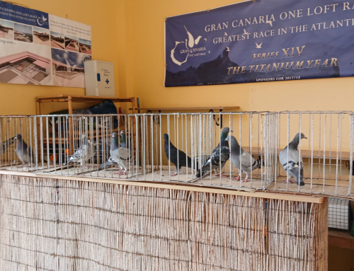 DARECK  XXVII EDICIÓN  PARRA NEGRA CANARIAS O.L.C.