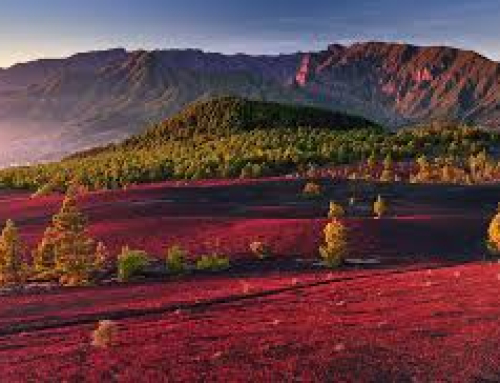 GRAN FINAL LA PALMA 18.04.26  XXVII EDICIÓN  PARRA NEGRA CANARIAS O.L.C.